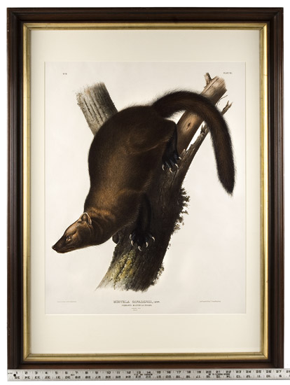 Audubon, John James (1785-1851) Pennants Marten or Fisher, Plate XLI, scale view
